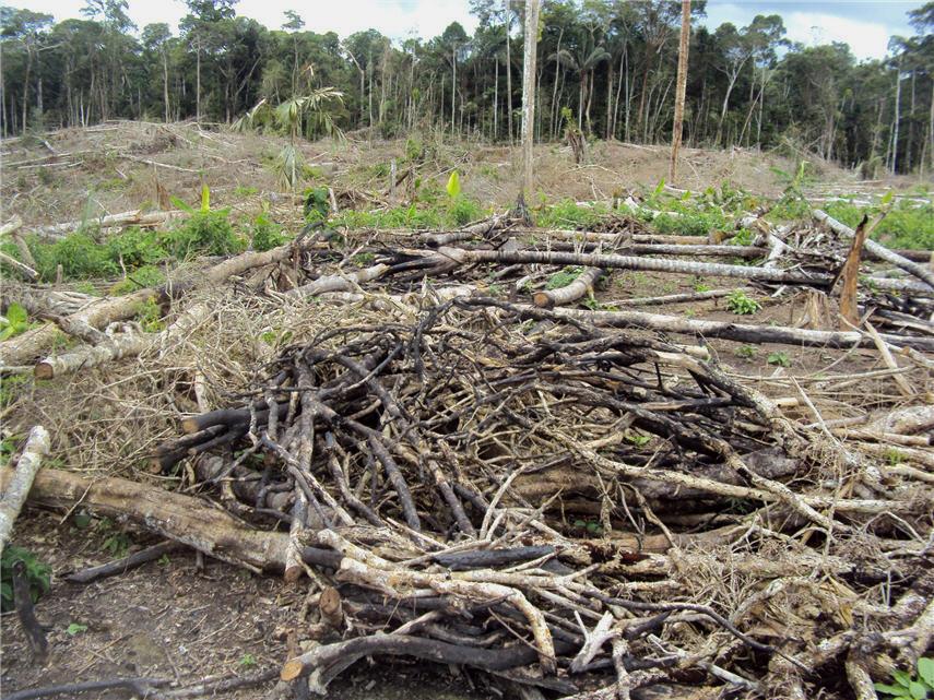 Distruzione nella foresta